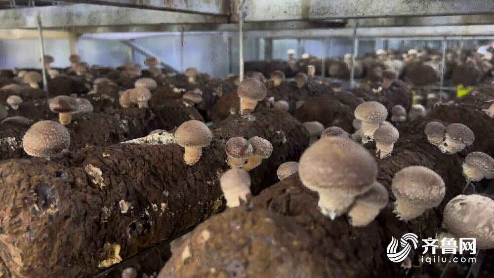 山东人种香菇是认真的!年产2000万棒的香菇菌棒智慧工厂就在淄博