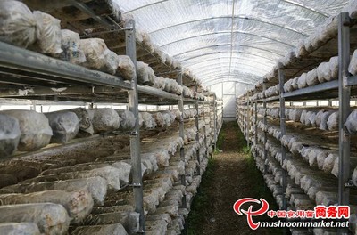甘肃:陇南康元生物加快生产线建设推动食用菌产业发展